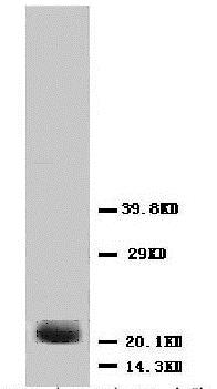 Western blot - Anti-FGF4 antibody (AB65974), expandable thumbnail