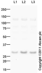 Western blot - Anti-FGF5 antibody (AB88118)