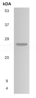 Western blot - Anti-FGF5 antibody [MM0289-8M27] (AB89279)