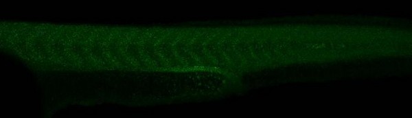 IHC - Wholemount - Anti-FGF8 antibody (AB209991)