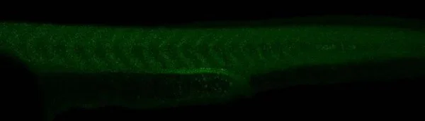 IHC - Wholemount - Anti-FGF8 antibody (AB209991)