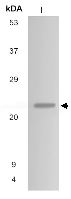 Western blot - Anti-FGF8 antibody [MM0291-8D24] (AB89550)