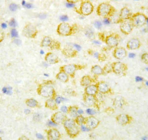Immunohistochemistry (Formalin/PFA-fixed paraffin-embedded sections) - Anti-FGF9/GAF antibody (AB115821)