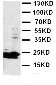 Western blot - Anti-FGF9/GAF antibody (AB115821)