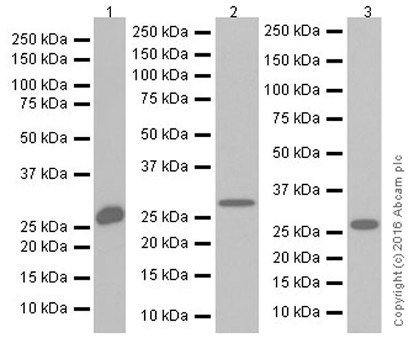 Western blot - Anti-FGF9/GAF antibody [EPR19937] (AB206408), expandable thumbnail