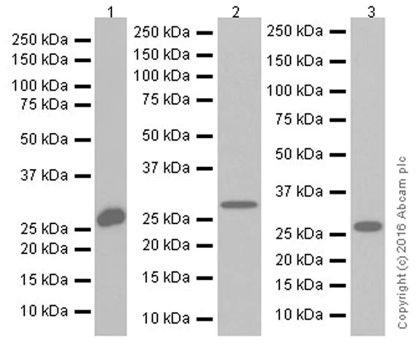 Western blot - Anti-FGF9/GAF antibody [EPR19937] (AB206408)