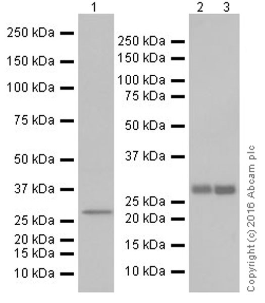 Western blot - Anti-FGF9/GAF antibody [EPR19937] (AB206408), expandable thumbnail