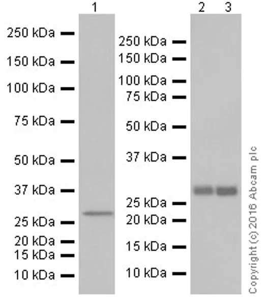 Western blot - Anti-FGF9/GAF antibody [EPR19937] (AB206408)