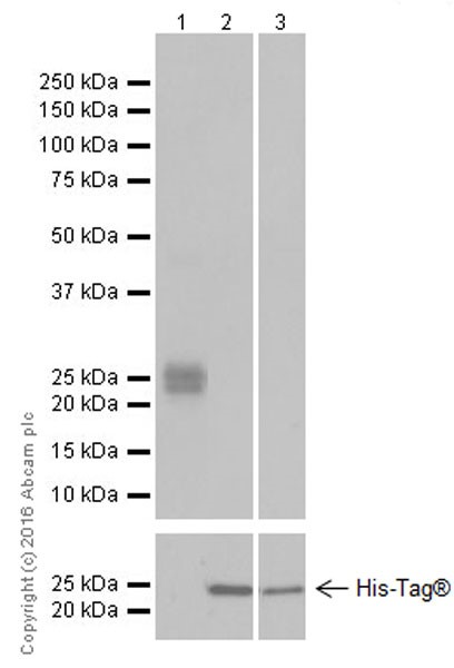 Western blot - Anti-FGF9/GAF antibody [EPR19937] (AB206408), expandable thumbnail
