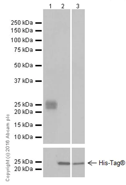Western blot - Anti-FGF9/GAF antibody [EPR19937] (AB206408)