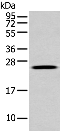 Western blot - Anti-FGFBP1 antibody (AB215353), expandable thumbnail