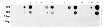 Dot Blot - Anti-FGFR1 alpha (phospho Y654) antibody [EP843(2)] (ab134043), expandable thumbnail