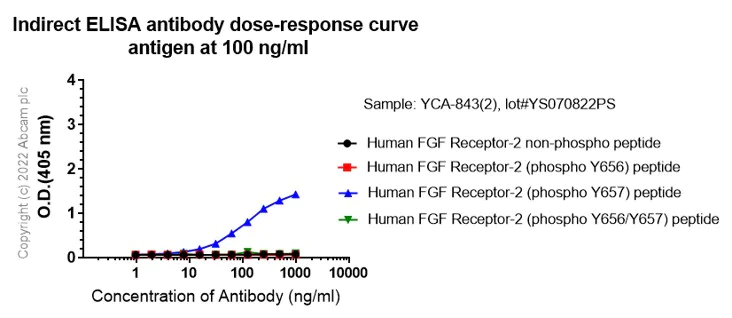 Indirect ELISA - Anti-FGFR1 alpha (phospho Y654) antibody [EP843(2)] (AB134043)