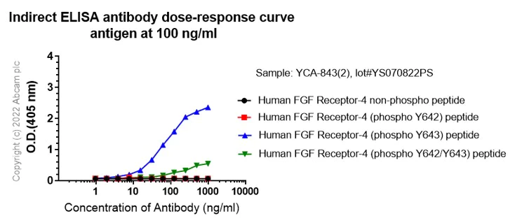 Indirect ELISA - Anti-FGFR1 alpha (phospho Y654) antibody [EP843(2)] (AB134043)