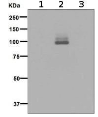 Western blot - Anti-FGFR1 alpha (phospho Y654) antibody [EP843(2)] (AB134043), expandable thumbnail