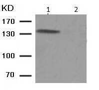 Western blot - Anti-FGFR1 alpha (phospho Y766) antibody (AB194527)