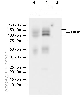 Immunoprecipitation - Anti-FGFR1 antibody [EPR806Y] (AB76464), expandable thumbnail