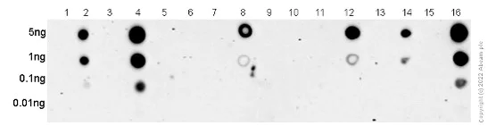 Dot Blot - Anti-FGFR1 (phospho Y653) antibody [EPR843(N)] (AB173305)