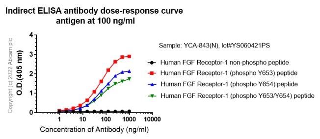 Indirect ELISA - Anti-FGFR1 (phospho Y653) antibody [EPR843(N)] (AB173305)