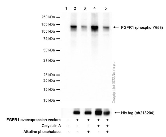 Anti-FGFR1 (phospho Y653) antibody [EPR843(N)] - BSA and Azide free
