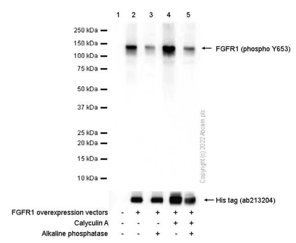 Western blot - Anti-FGFR1 (phospho Y653) antibody [EPR843(N)] - BSA and Azide free (AB213609)