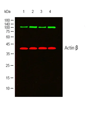 Western blot - Anti-FGFR1 (phospho Y654) antibody (AB59194)