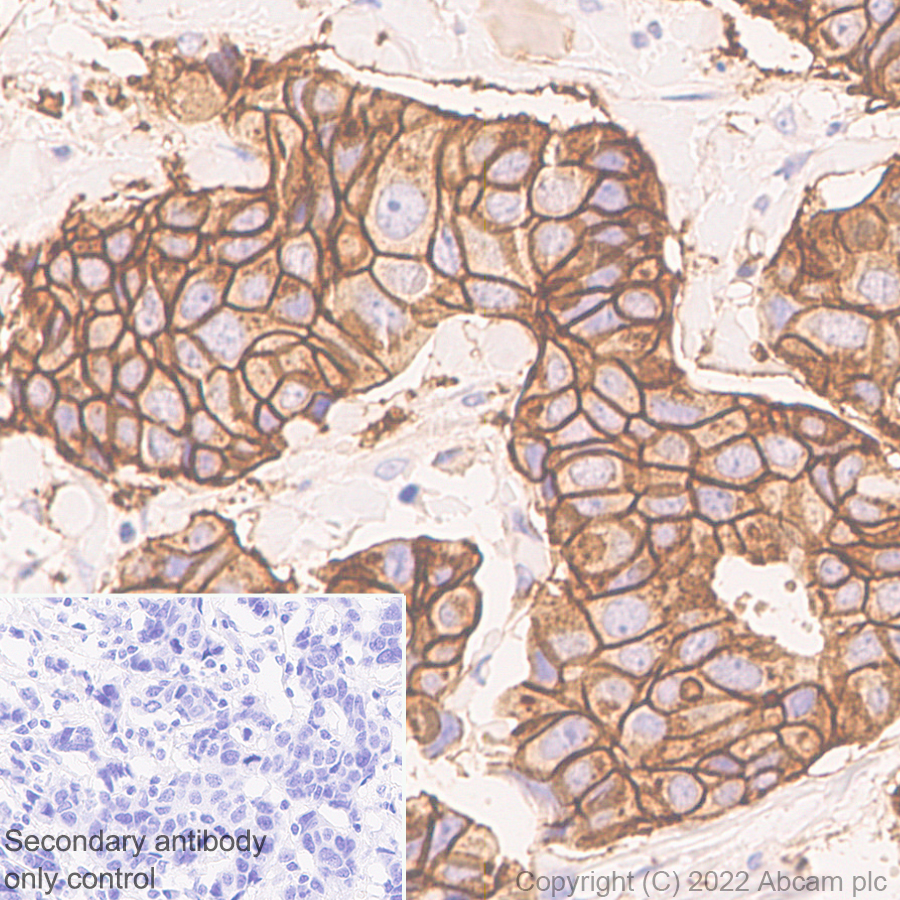 Immunohistochemistry (Formalin/PFA-fixed paraffin-embedded sections) - Anti-FGFR2 antibody [EPR24075-418] (AB289968), expandable thumbnail