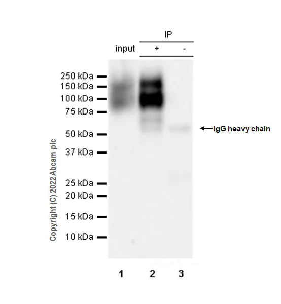 Immunoprecipitation - Anti-FGFR2 antibody [EPR24075-418] (AB289968)