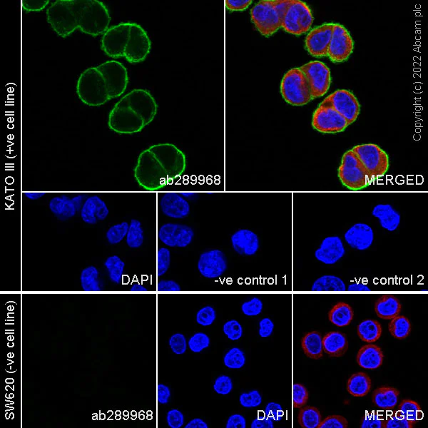Immunocytochemistry/ Immunofluorescence - Anti-FGFR2 antibody [EPR24075-418] - BSA and Azide free (AB289993)