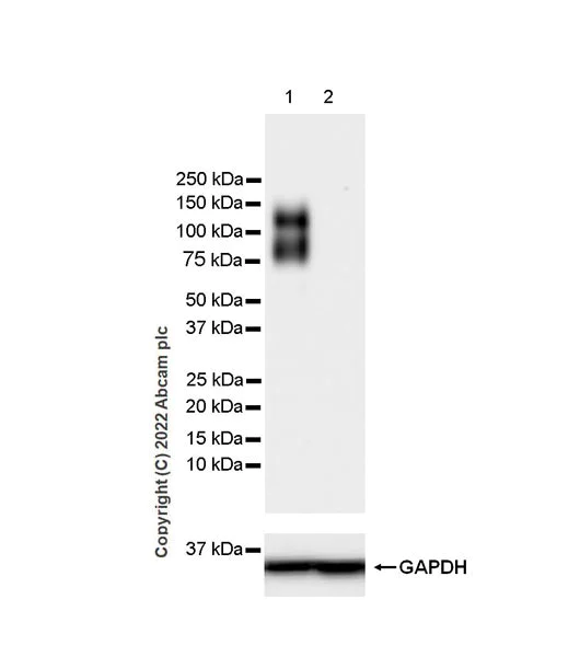 Western blot - Anti-FGFR2 antibody [EPR24075-418] - BSA and Azide free (AB289993)
