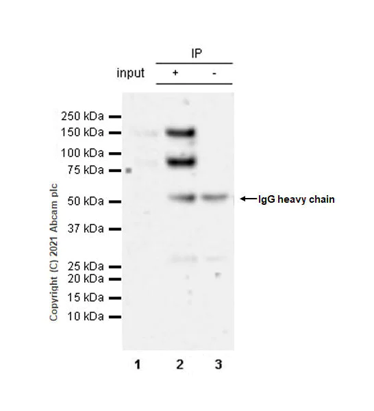 Immunoprecipitation - Anti-FGFR2 antibody [EPR24679-79] - BSA and Azide free (AB281945)