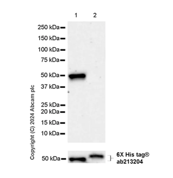 Western blot - Anti-FGFR2IIIb/FGFR2b antibody [EPR28355-27] - BSA and Azide free (AB318275)