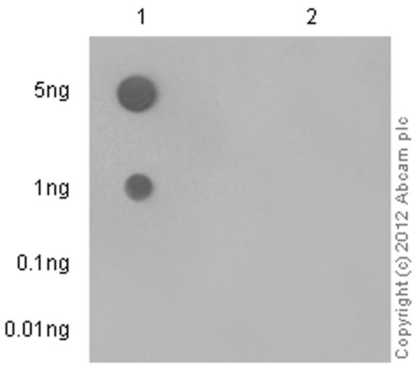 Dot Blot - Anti-FGFR3 (phospho Y724) antibody [EPR2281(3)] (ab155960), expandable thumbnail
