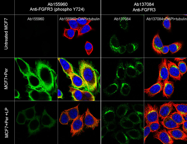 Immunocytochemistry/ Immunofluorescence - Anti-FGFR3 (phospho Y724) antibody [EPR2281(3)] (AB155960), expandable thumbnail