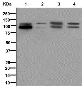 Western blot - Anti-FGFR4 antibody [EPR5330(N)] - BSA and Azide free (AB240205)