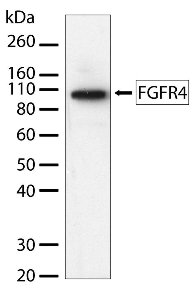 Western blot - Anti-FGFR4 antibody [RP23040048] (AB308012)