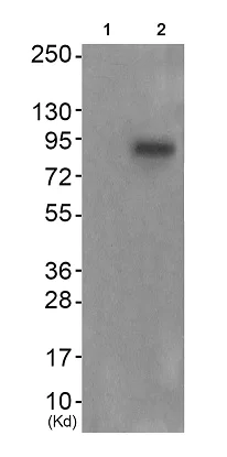 Western blot - Anti-FGFR4 (phospho Y642) antibody (AB192589)