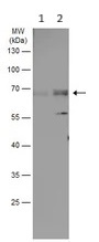Western blot - Anti-FGFRL1 antibody (AB95940)