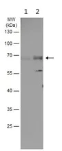 Western blot - Anti-FGFRL1 antibody (AB95940)