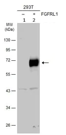 Western blot - Anti-FGFRL1 antibody (AB95940)