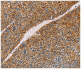 Immunohistochemistry (Formalin/PFA-fixed paraffin-embedded sections) - Anti-FGL1 antibody (AB197357)