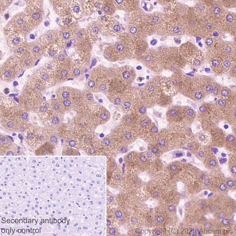 Immunohistochemistry (Formalin/PFA-fixed paraffin-embedded sections) - Anti-FGL1 antibody [EPR24018-27] (AB275091)