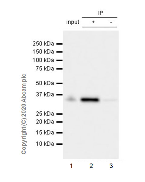Immunoprecipitation - Anti-FGL1 antibody [EPR24018-27] (AB275091), expandable thumbnail