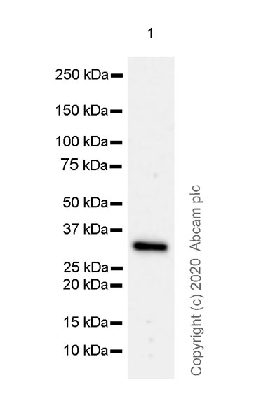 Western blot - Anti-FGL1 antibody [EPR24018-27] (ab275091), expandable thumbnail