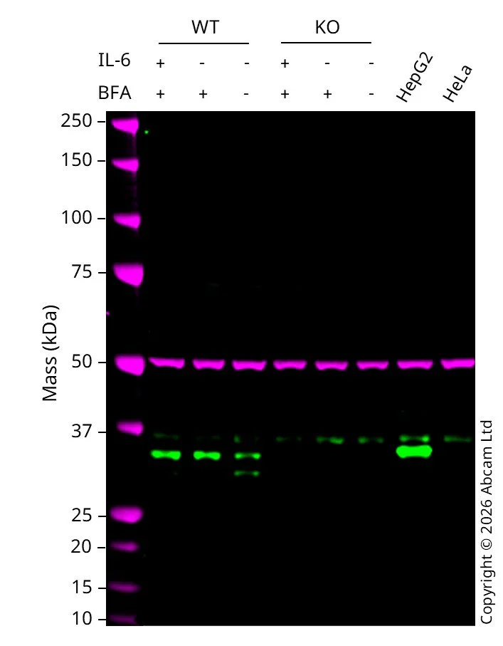 Western blot - Anti-FGL1 antibody [EPR24018-27] (AB275091)
