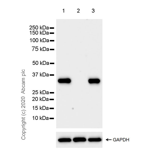 Western blot - Anti-FGL1 antibody [EPR24018-27] (AB275091), expandable thumbnail