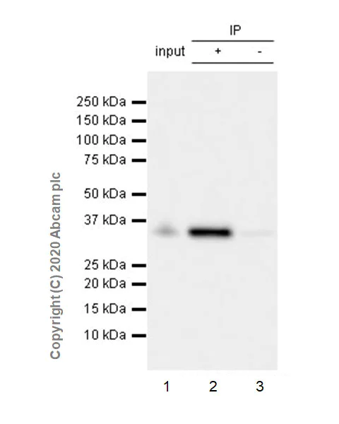 Immunoprecipitation - Anti-FGL1 antibody [EPR24018-27] - BSA and Azide free (AB275093)