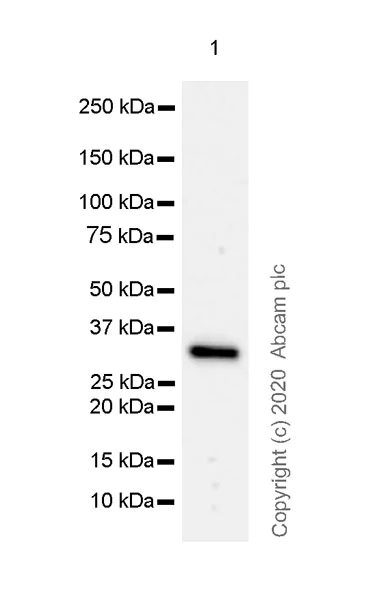 Western blot - Anti-FGL1 antibody [EPR24018-27] - BSA and Azide free (AB275093)