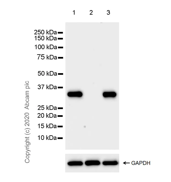 Western blot - Anti-FGL1 antibody [EPR24018-27] - BSA and Azide free (AB275093)