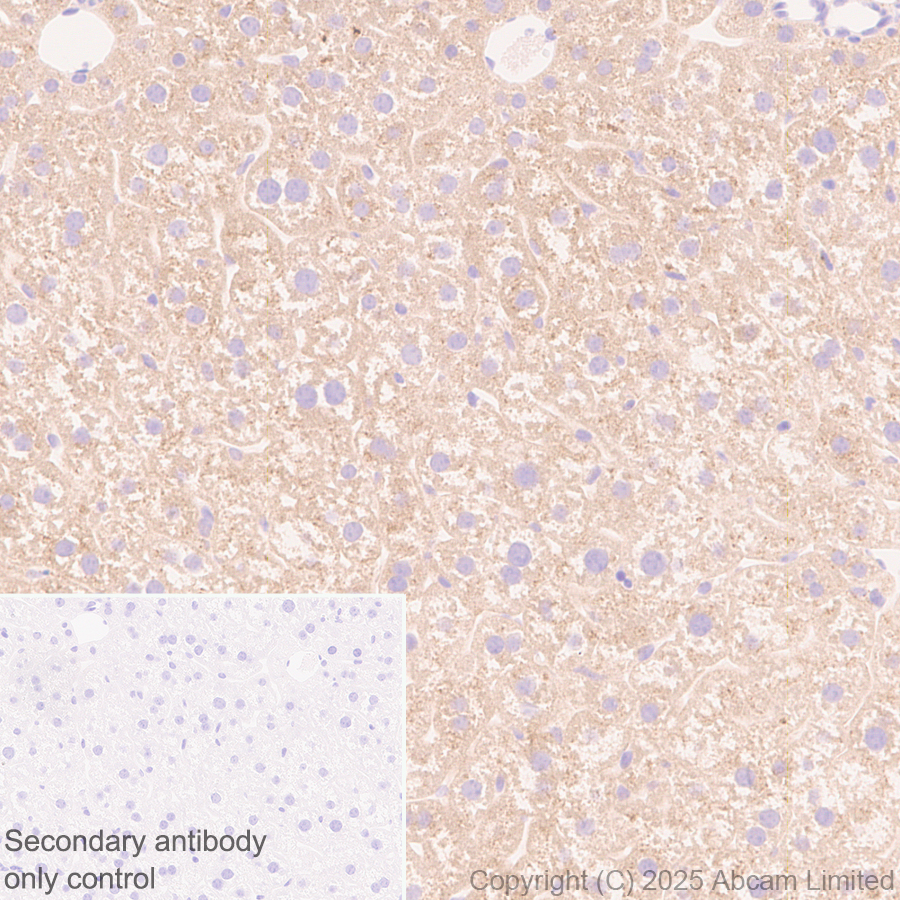 Immunohistochemistry (Formalin/PFA-fixed paraffin-embedded sections) - Anti-FGL1 antibody [EPR29715-38] (AB324309), expandable thumbnail